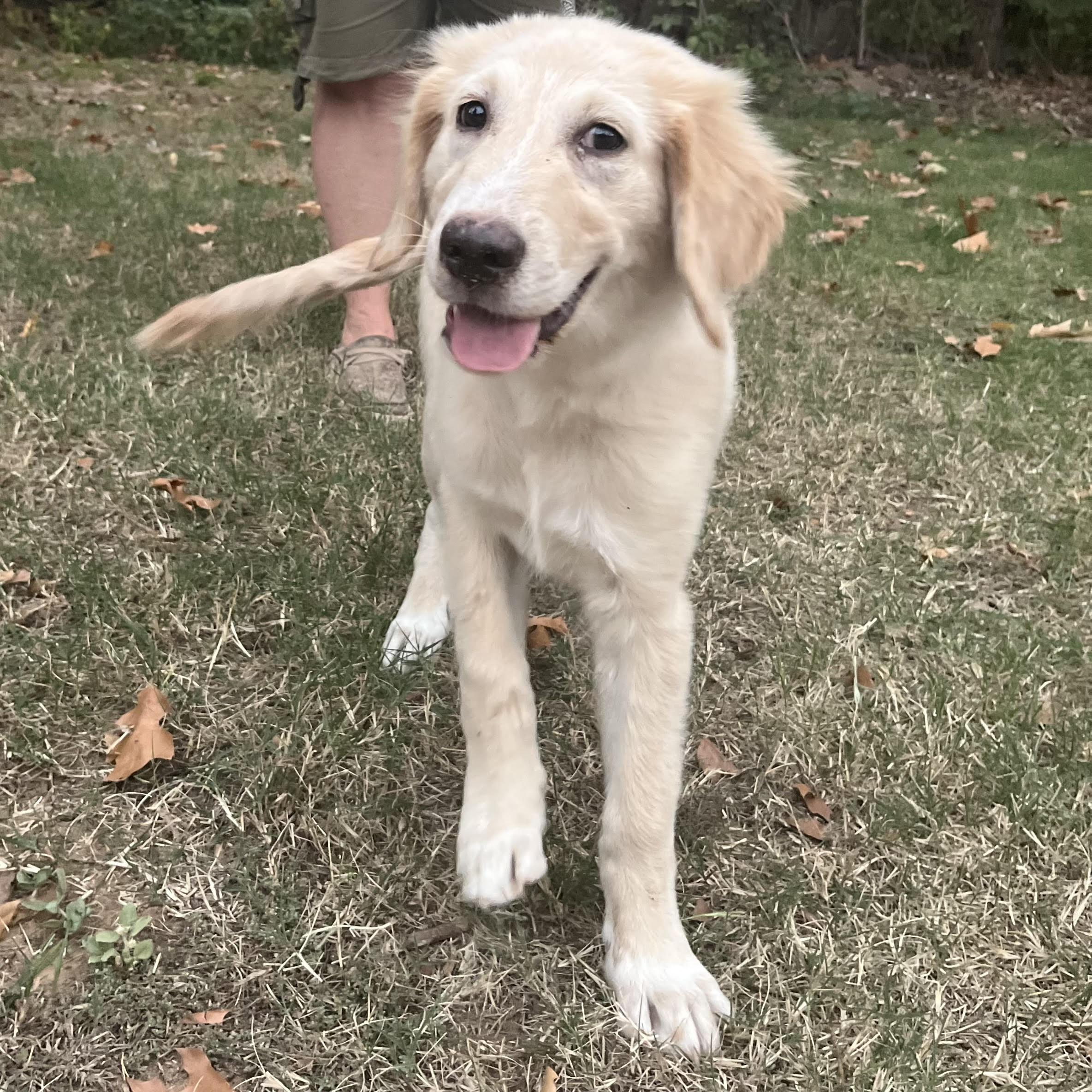 Honey, Adopted, Puppy Female Golden Retriever.