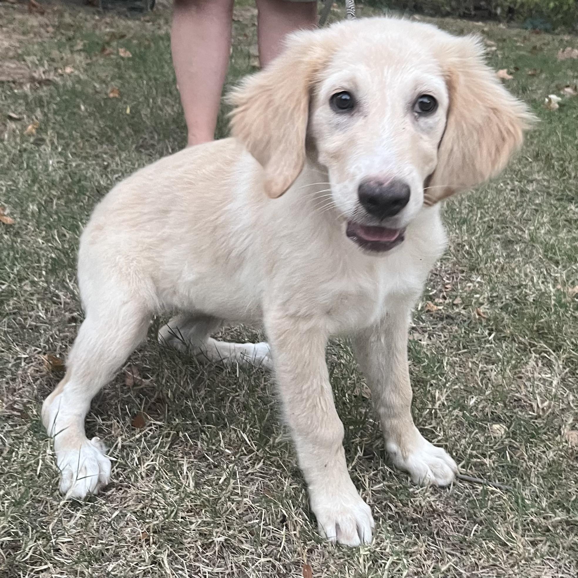 Enlarge Honey, a Adopted Golden Retriever in Tishomingo, OK image 4/4