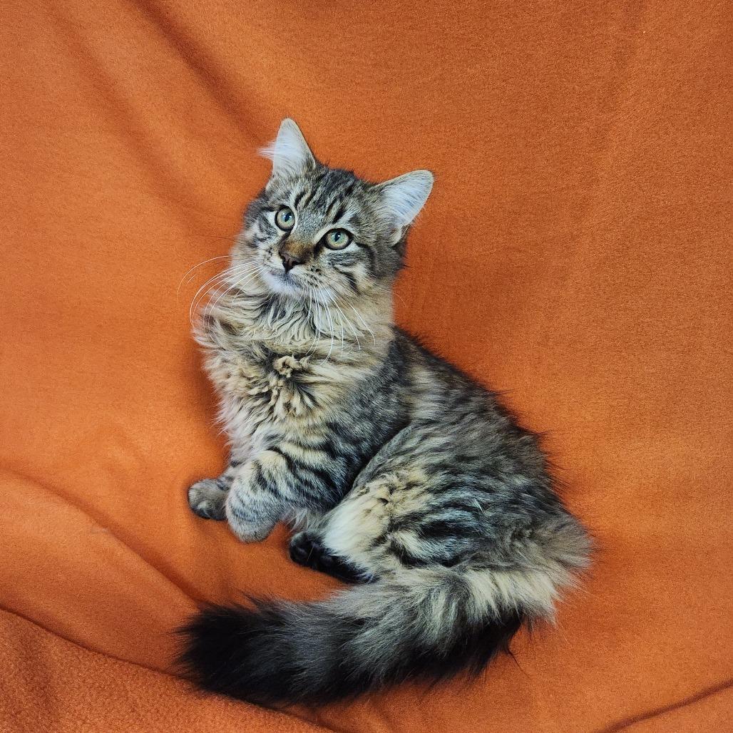 Enlarge Fuzzy, a Adoptable Domestic Long Hair in Chattanooga, TN image 1/3