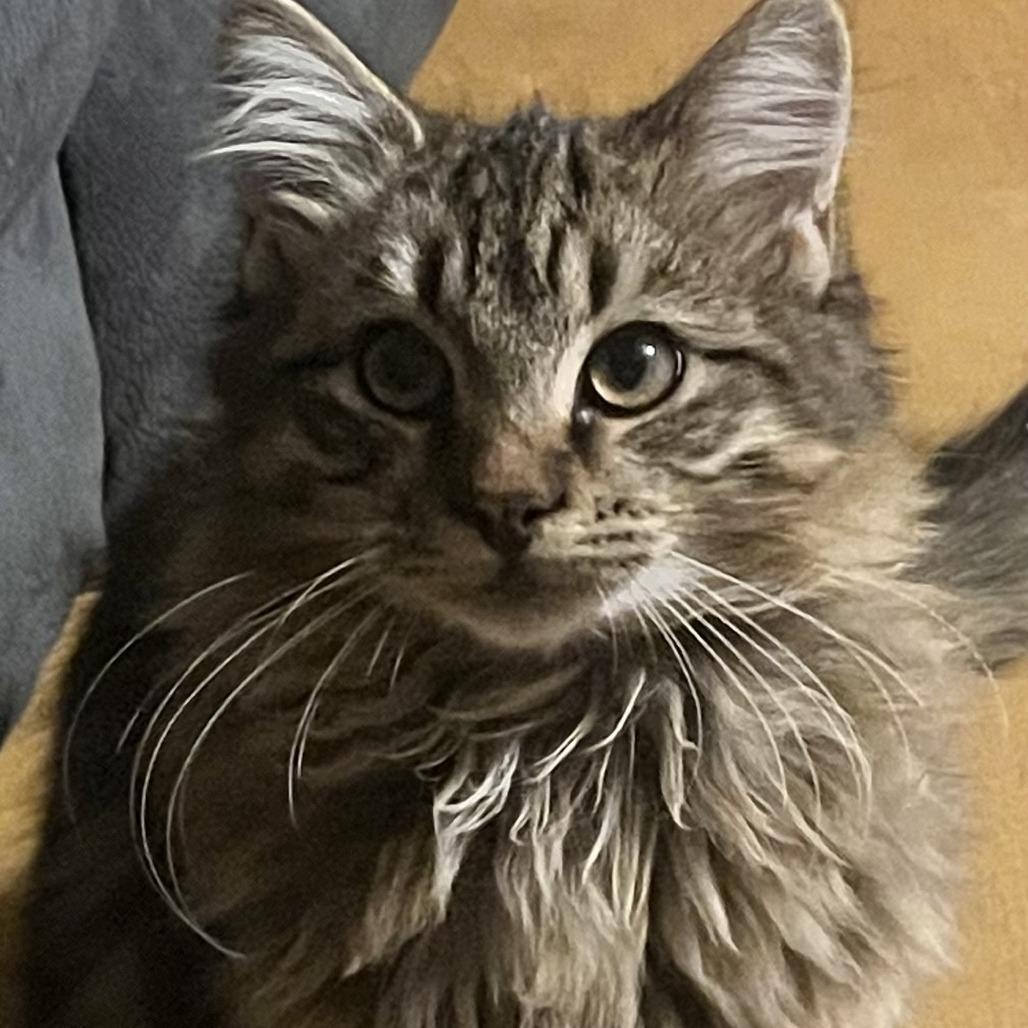 Enlarge Fuzzy, a Adoptable Domestic Long Hair in Chattanooga, TN image 2/3