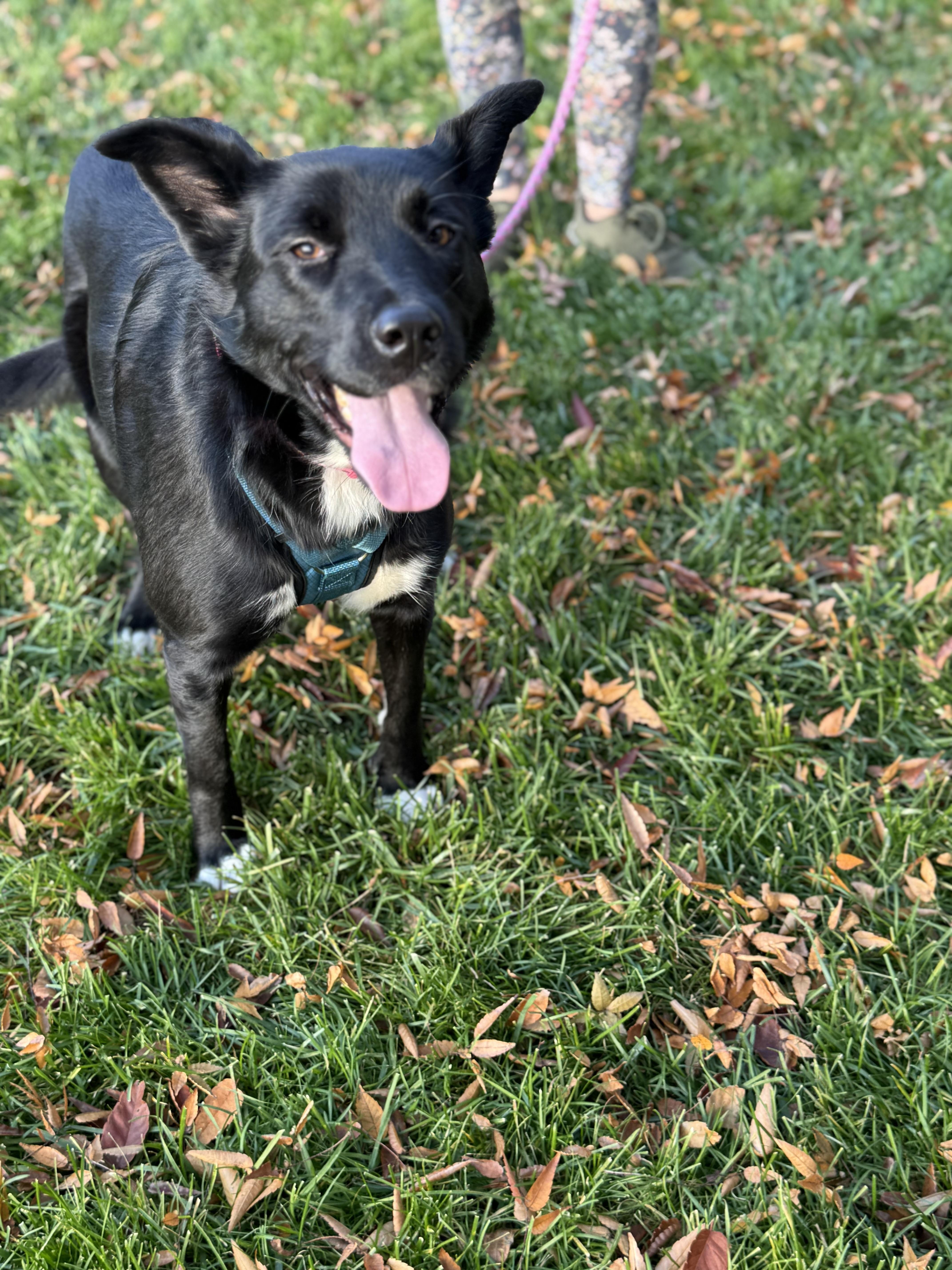 Enlarge Biscotti, a Adoptable mixed breed in Englewood, NJ image 1/6