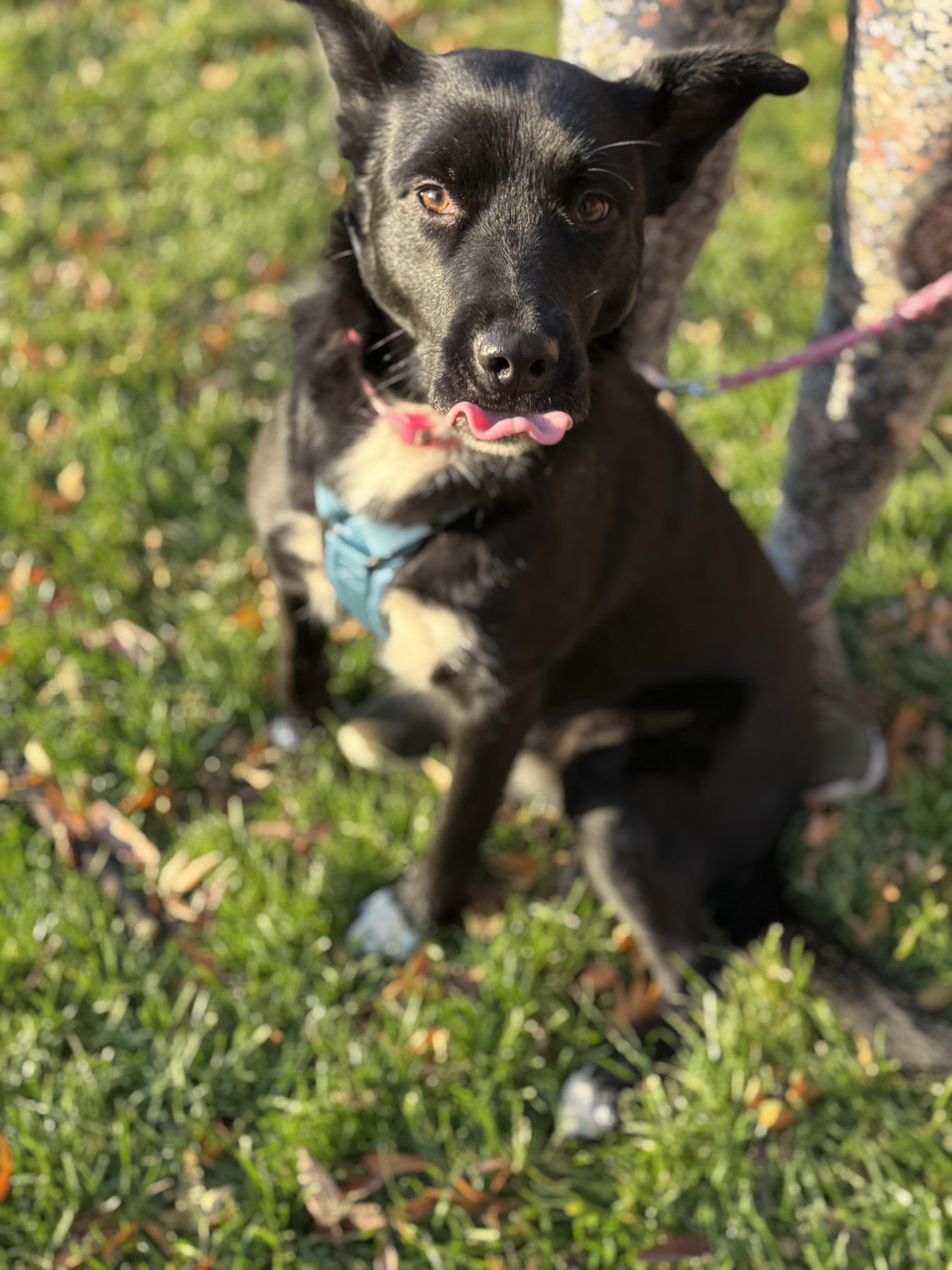 Enlarge Biscotti, a Adoptable mixed breed in Englewood, NJ image 2/6