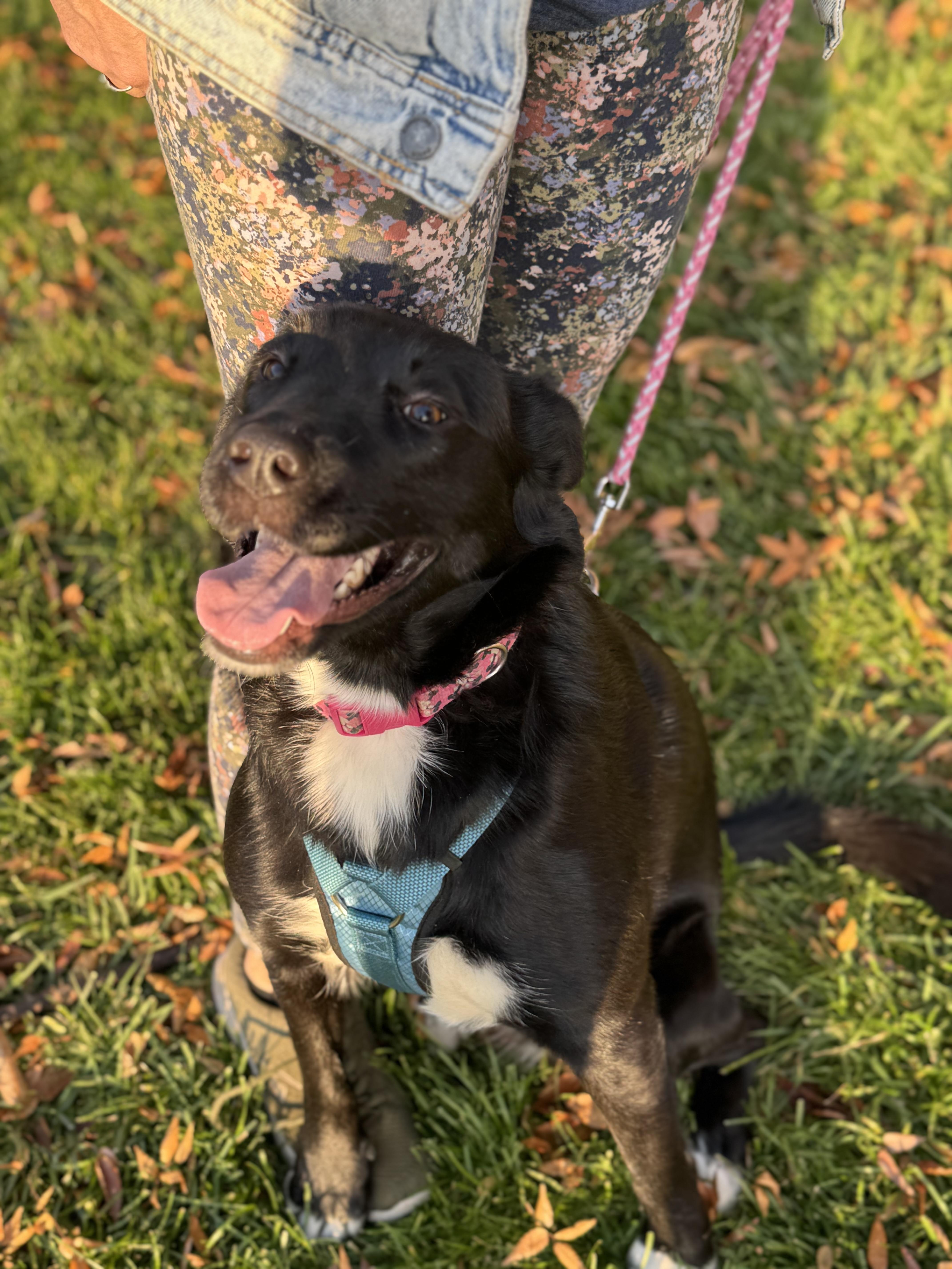 Biscotti thumbnail 3