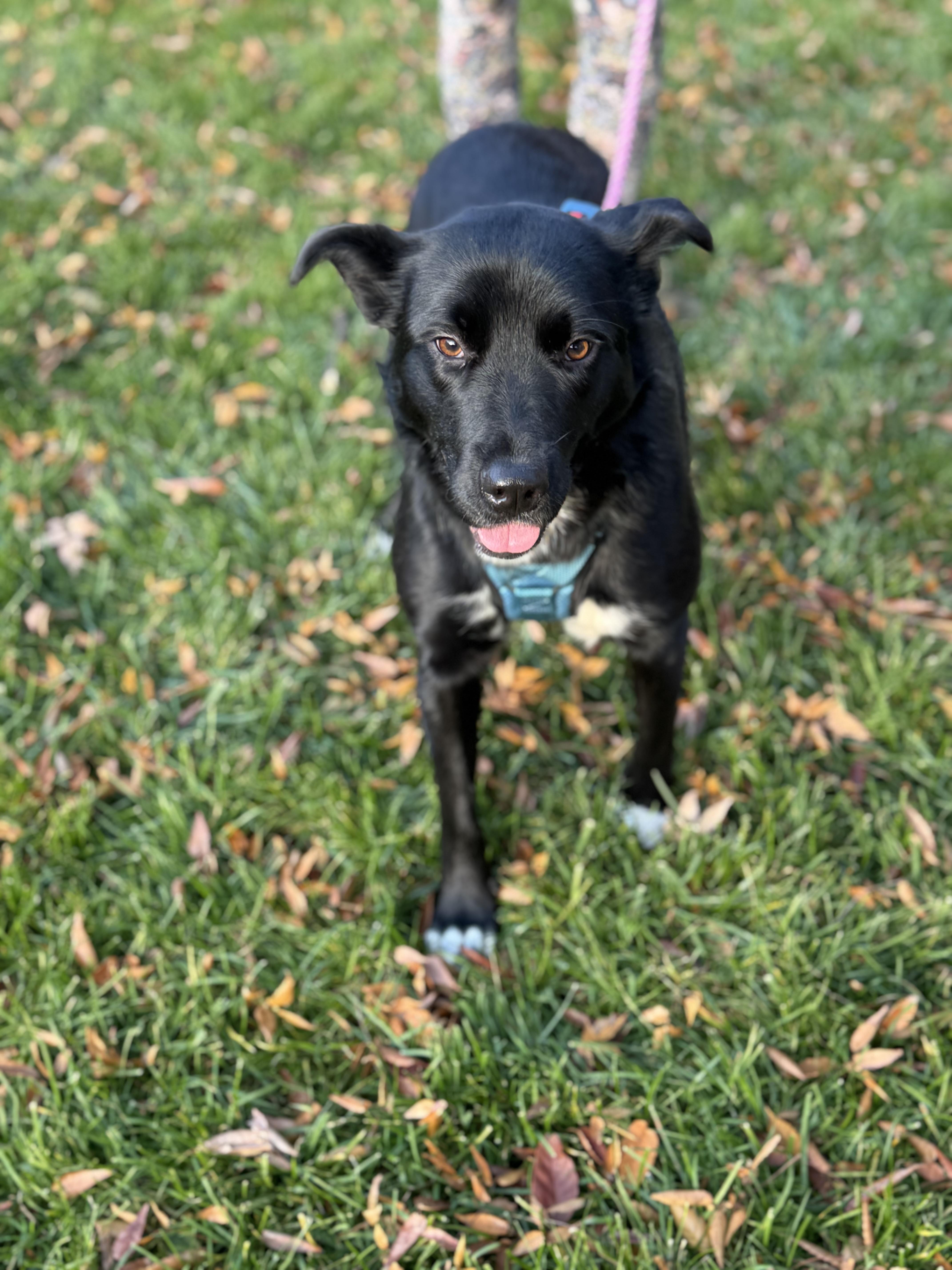 Enlarge Biscotti, a Adoptable mixed breed in Englewood, NJ image 5/6