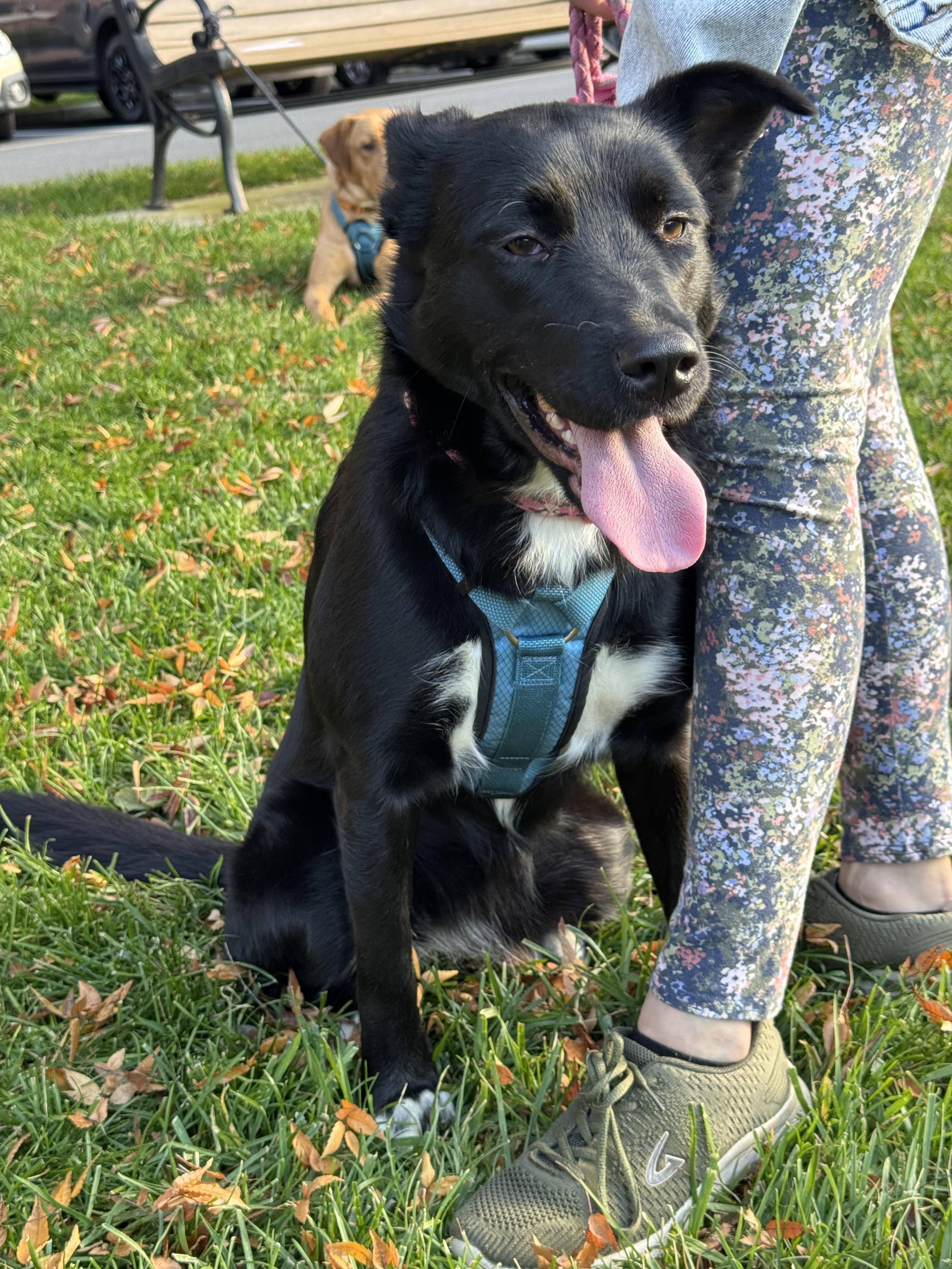 Enlarge Biscotti, a Adoptable mixed breed in Englewood, NJ image 6/6