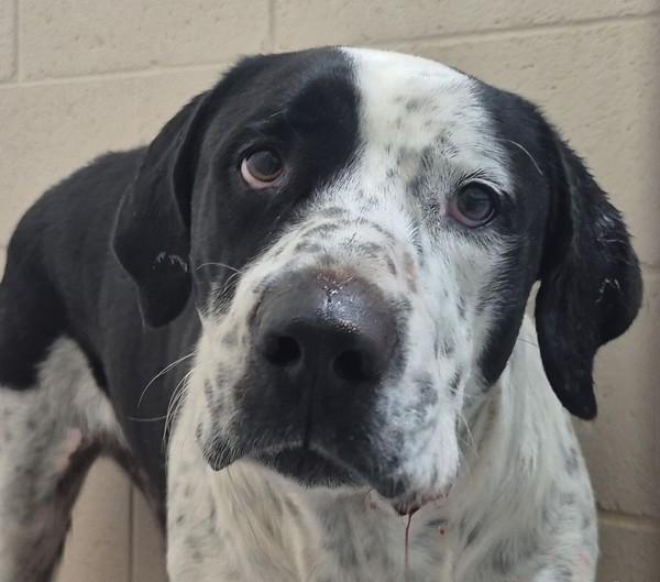 25-11-3201 Sweetie, Adoptable, Adult Female Labrador Retriever.