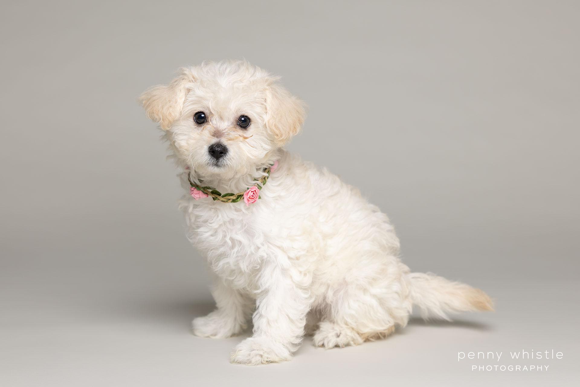 Bindi, adopted, Puppy Female Poodle.