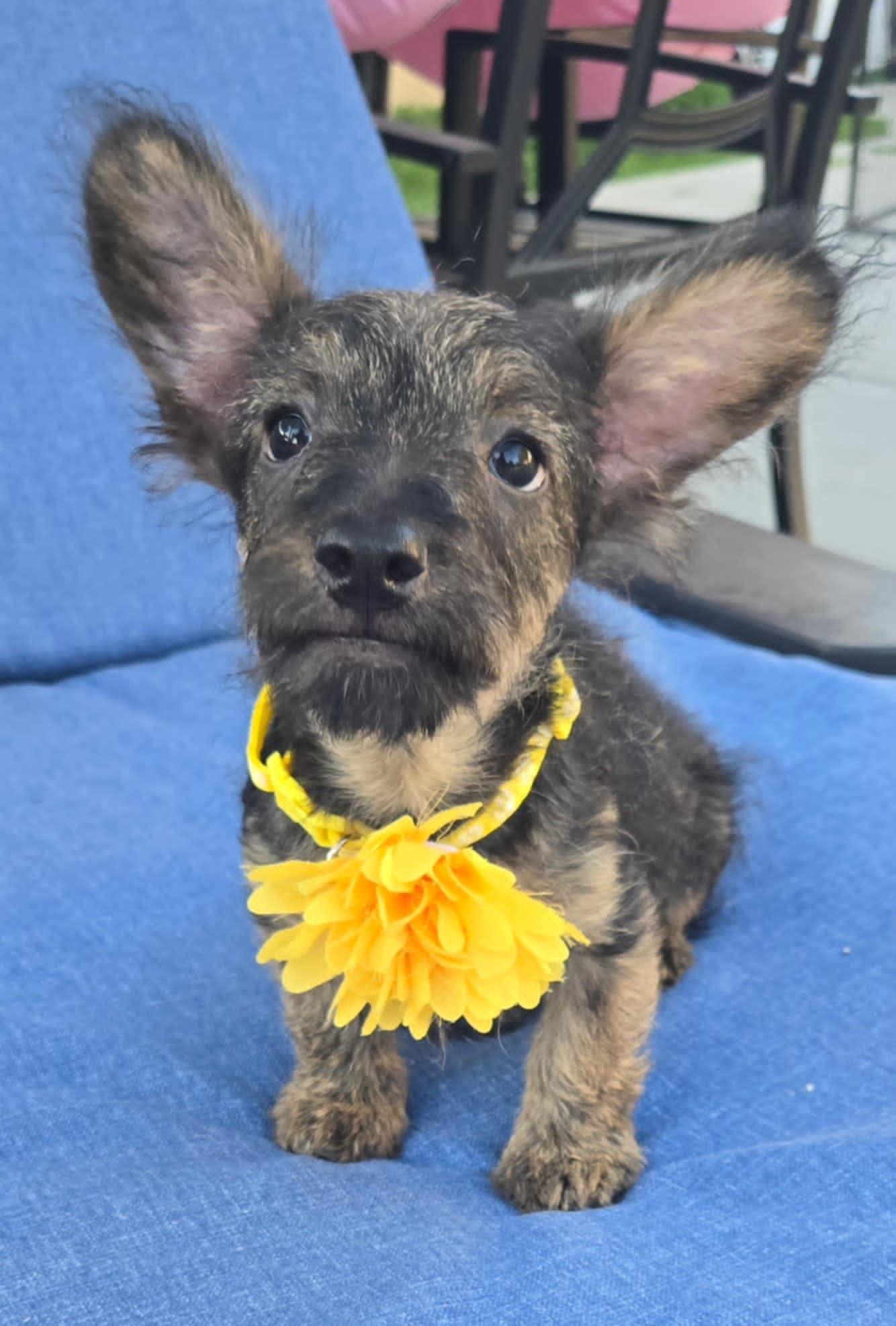 Enlarge Oliver, a Adopted Scottish Terrier in Laguna Hills, CA image 1/5