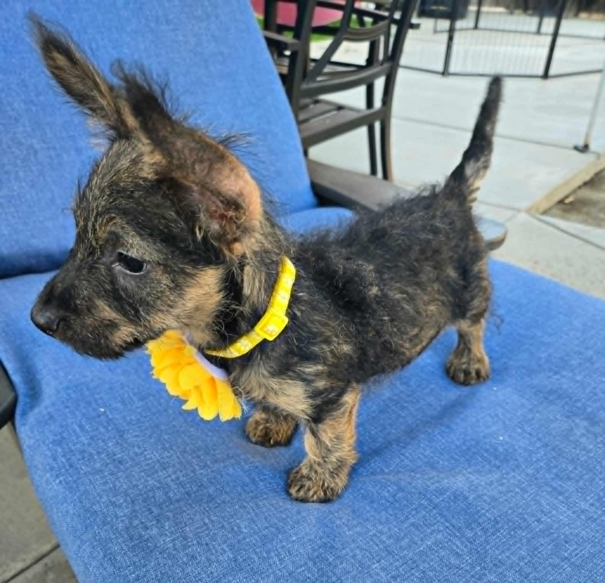 Enlarge Oliver, a Adopted Scottish Terrier in Laguna Hills, CA image 2/5