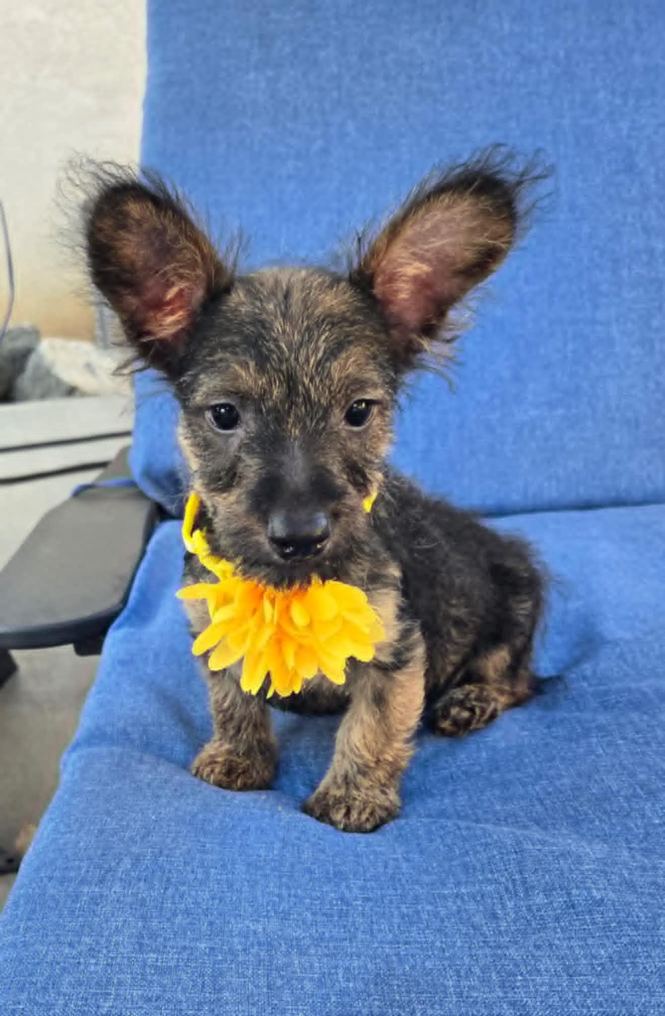 Enlarge Oliver, a Adopted Scottish Terrier in Laguna Hills, CA image 3/5