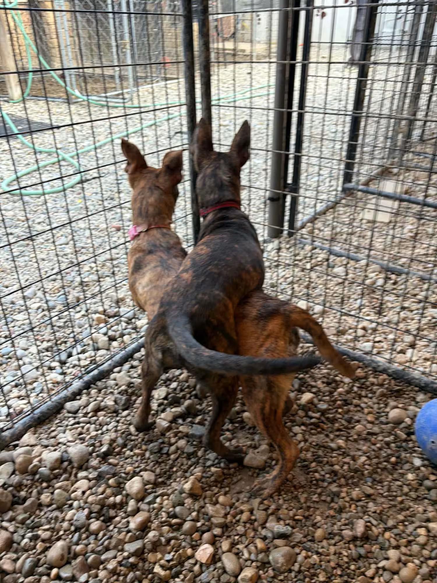 Enlarge Soundwave, a Adoptable mixed breed in Sterling Heights, MI image 3/4