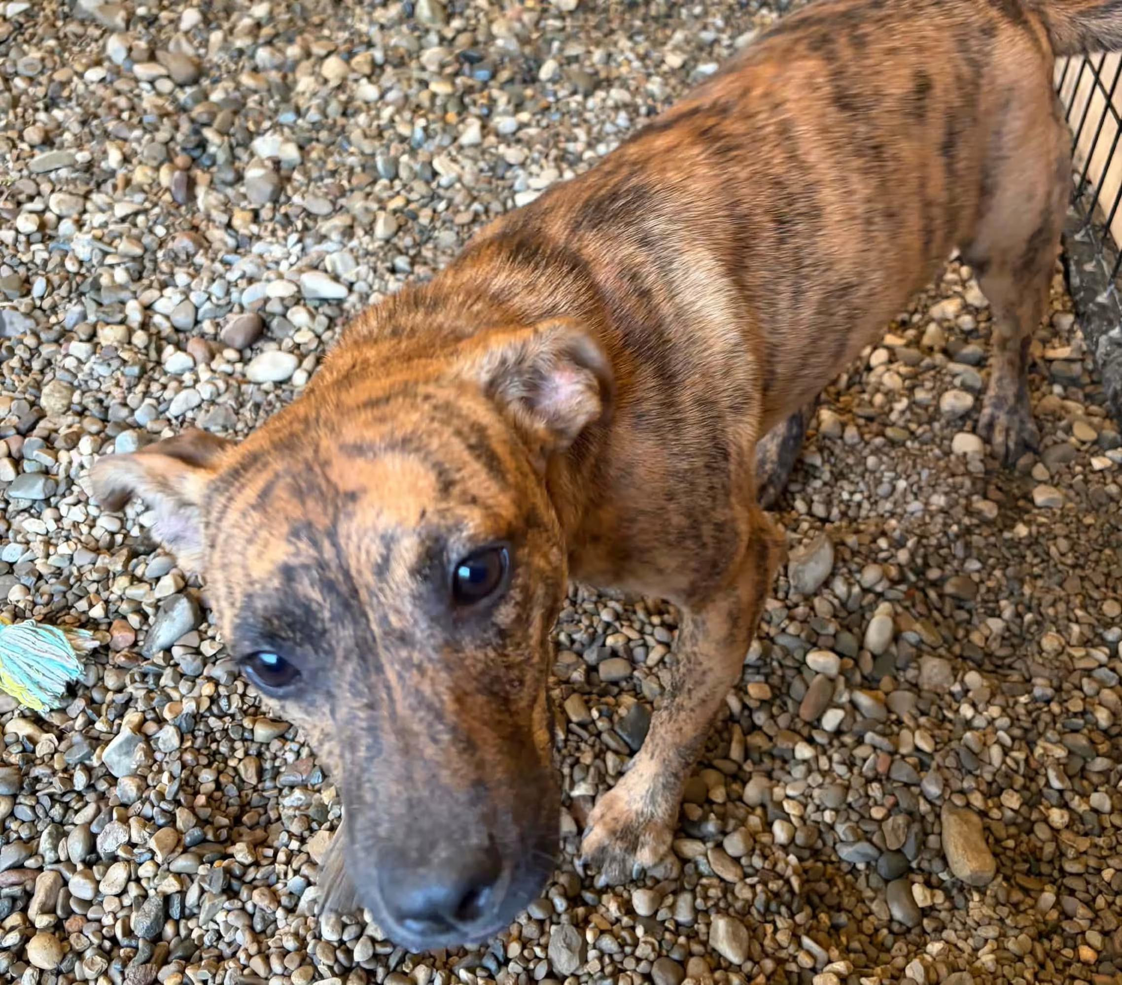 Enlarge Soundwave, a Adoptable mixed breed in Sterling Heights, MI image 2/4