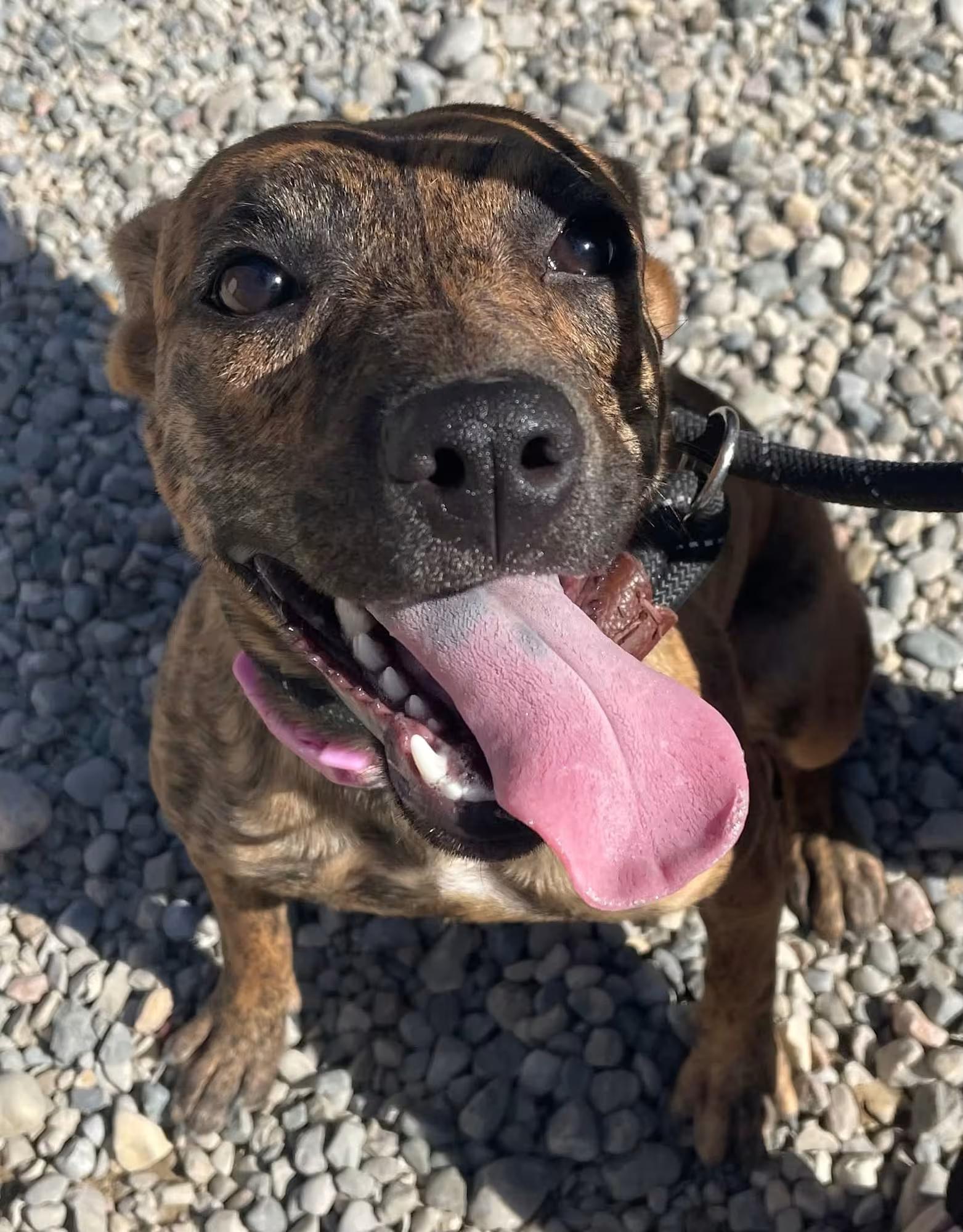 Soundwave, Adoptable, Puppy Female Terrier.