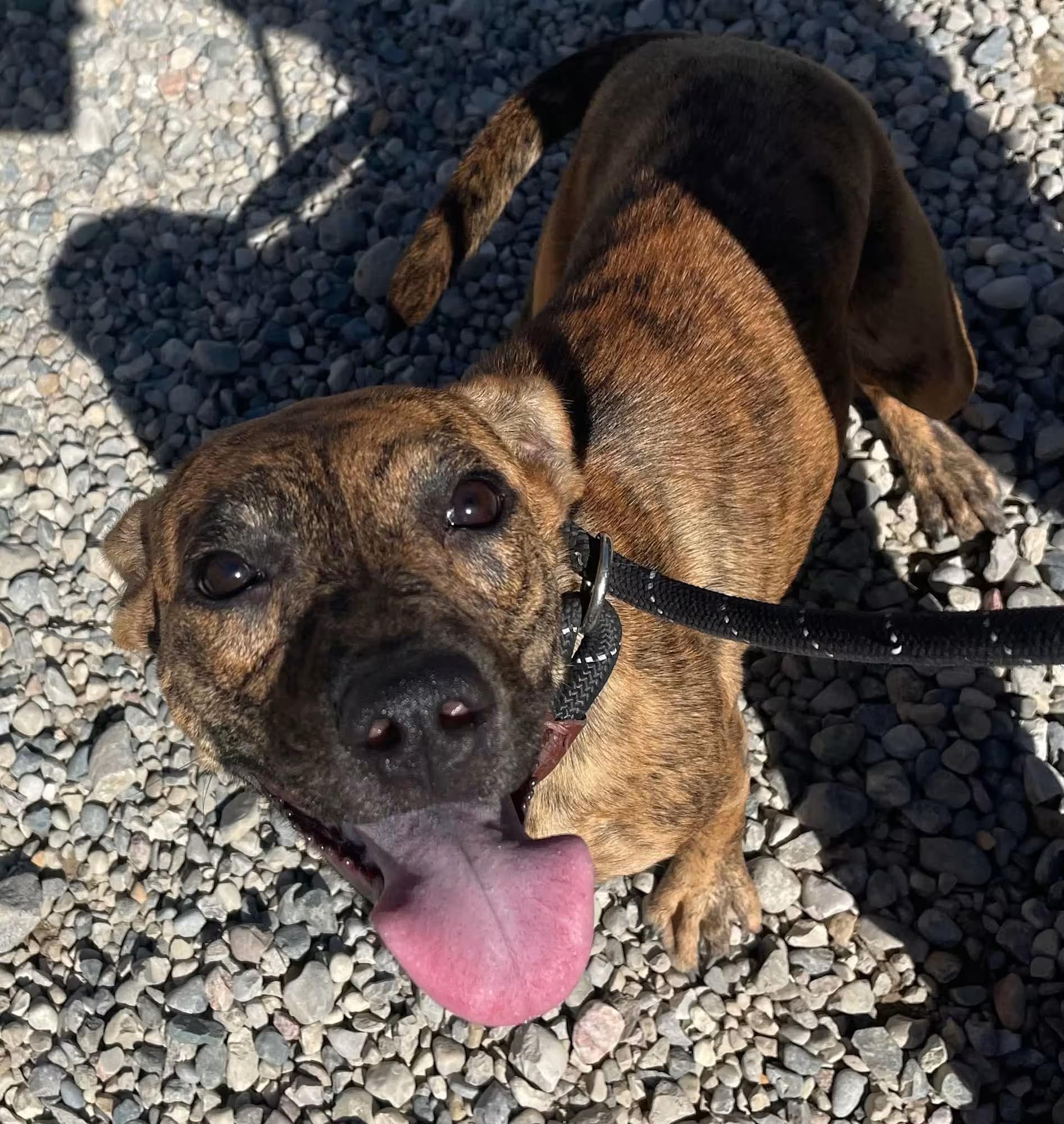 Enlarge Soundwave, a Adoptable mixed breed in Sterling Heights, MI image 4/4
