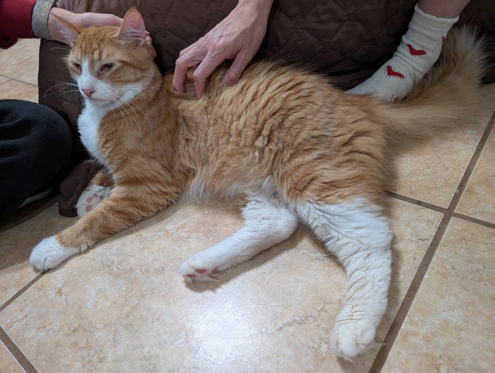 Enlarge Carinoso, a Adopted Domestic Medium Hair in Mission Viejo, CA image 2/3