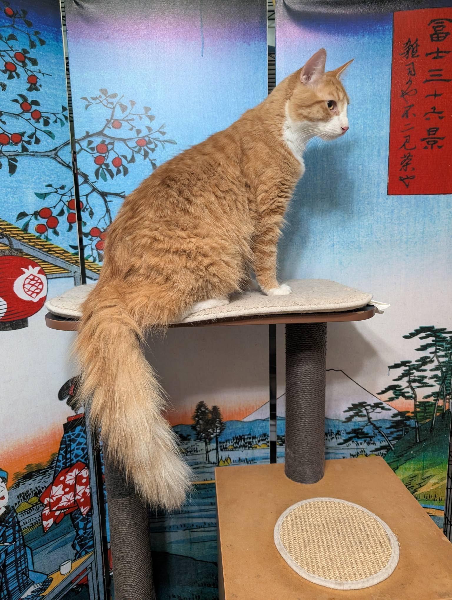 Enlarge Carinoso, a Adopted Domestic Medium Hair in Mission Viejo, CA image 3/3