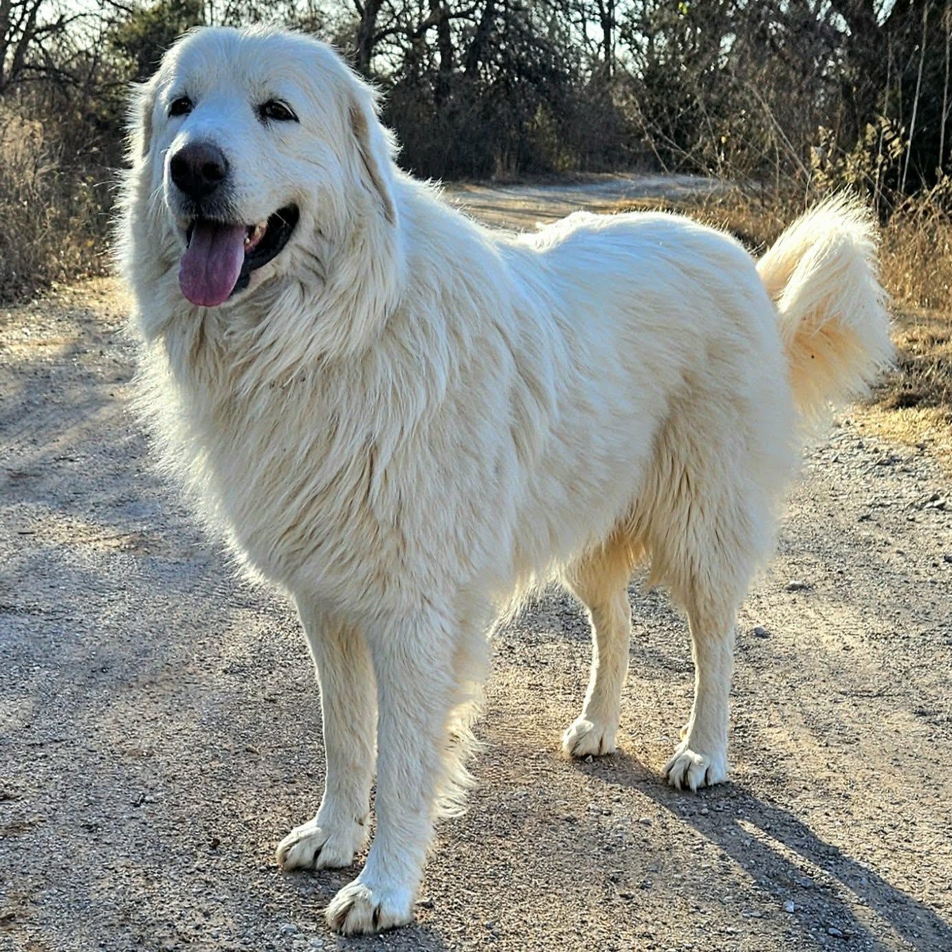 Enlarge Snowflake , a ADOPTABLE mixed breed in Pelham, NH image 1/6