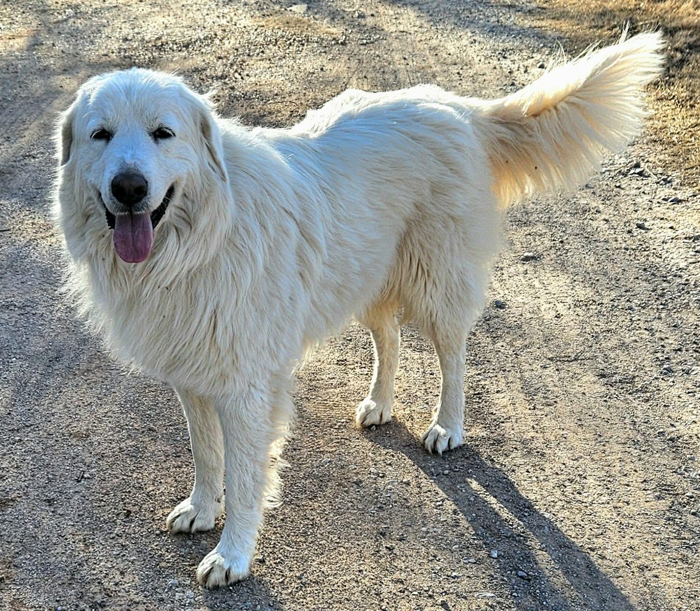 Enlarge Snowflake , a ADOPTABLE mixed breed in Pelham, NH image 5/6