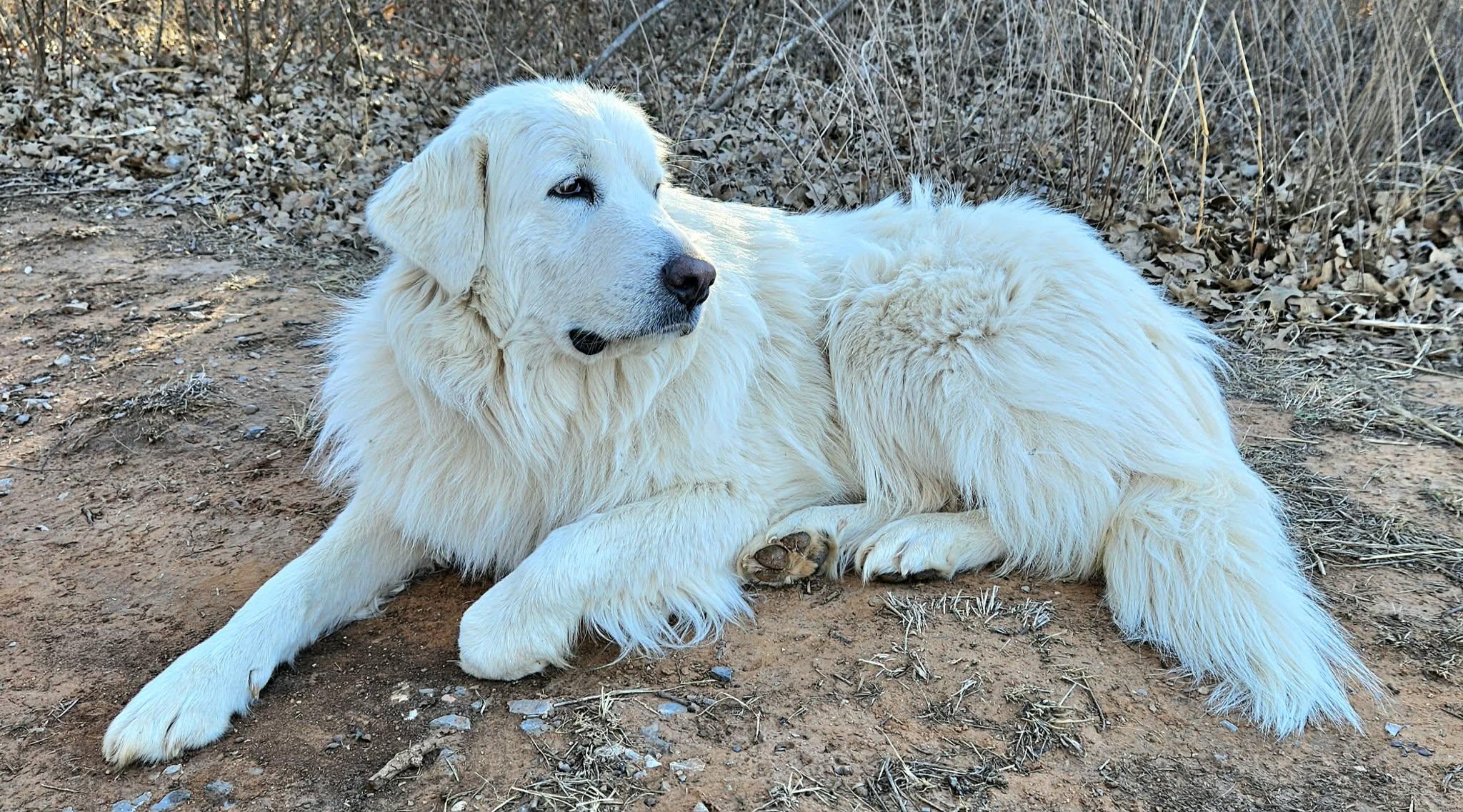 Enlarge Snowflake , a ADOPTABLE mixed breed in Pelham, NH image 4/6