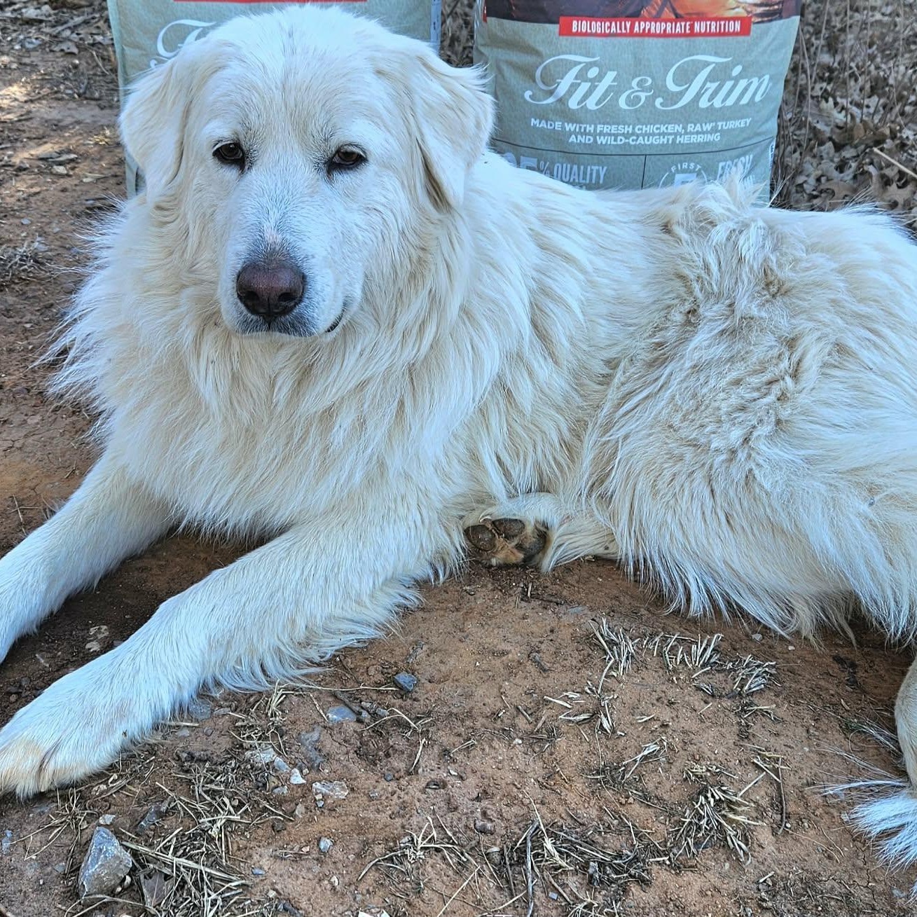 Enlarge Snowflake , a ADOPTABLE mixed breed in Pelham, NH image 3/6