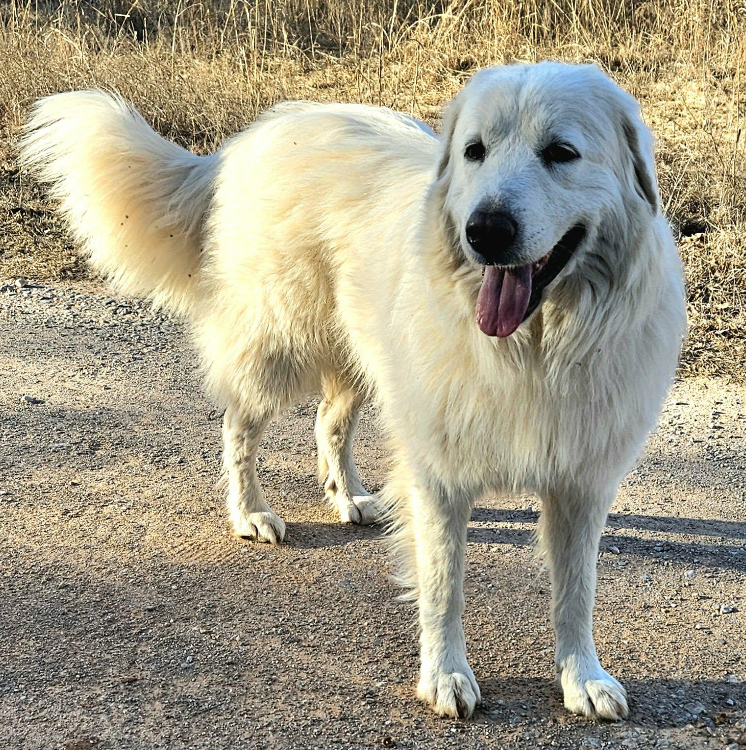 Enlarge Snowflake , a ADOPTABLE mixed breed in Pelham, NH image 6/6