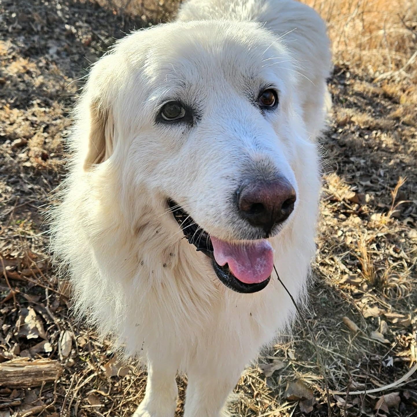 Enlarge Snowflake , a ADOPTABLE mixed breed in Pelham, NH image 2/6