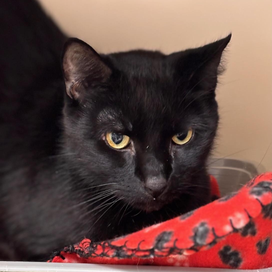 Enlarge Raymond, a ADOPTABLE Domestic Short Hair in Batavia, NY image 1/1