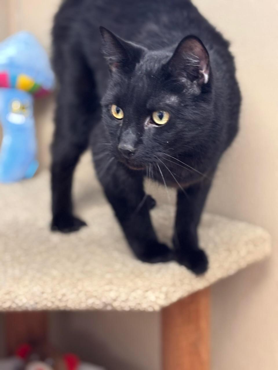 Enlarge Raymond, an adopted Domestic Short Hair in Batavia, NY image 1/2