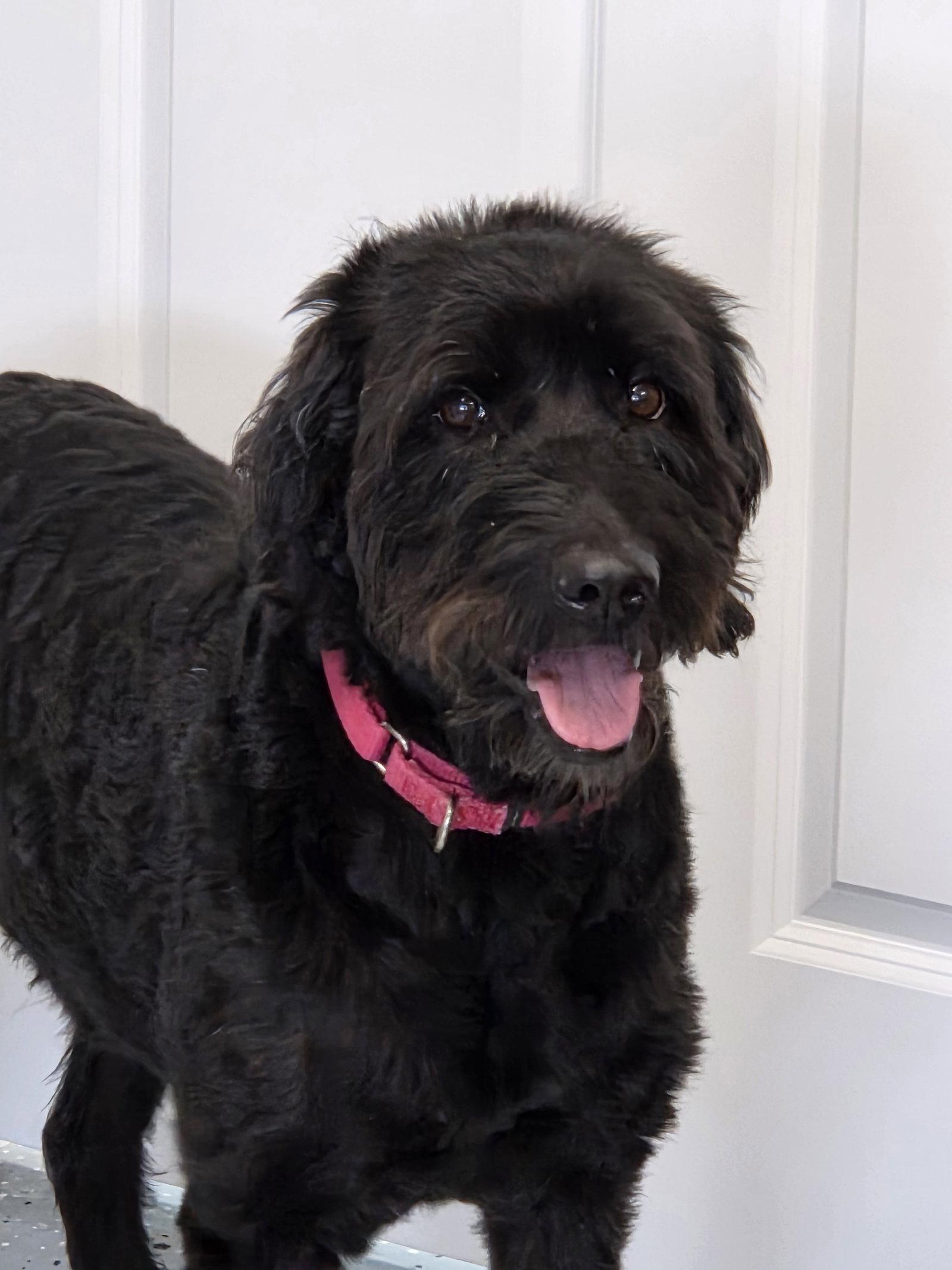 Enlarge Jelly Bean, a Adopted mixed breed in Greenville, IL image 1/1