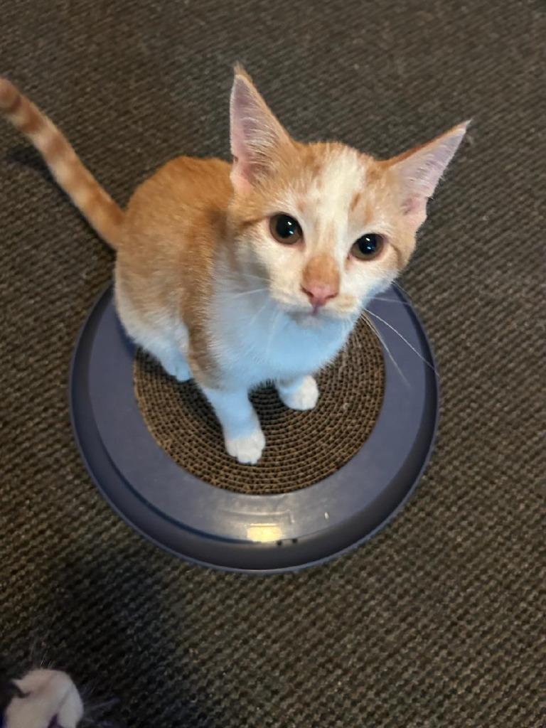 Delgado, Adoptable, Young Male Domestic Short Hair.