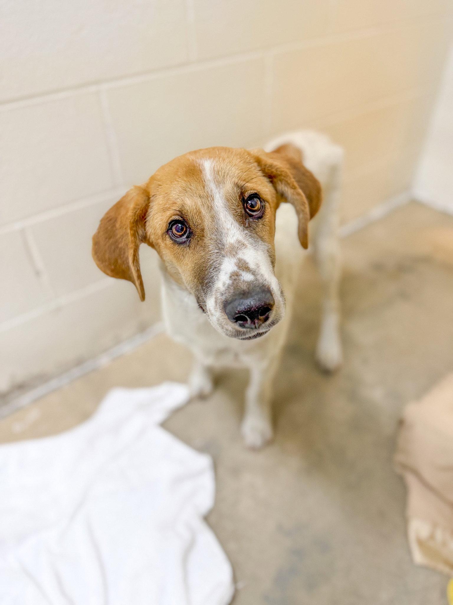 Bodaway, Adoptable, Young Male Hound.