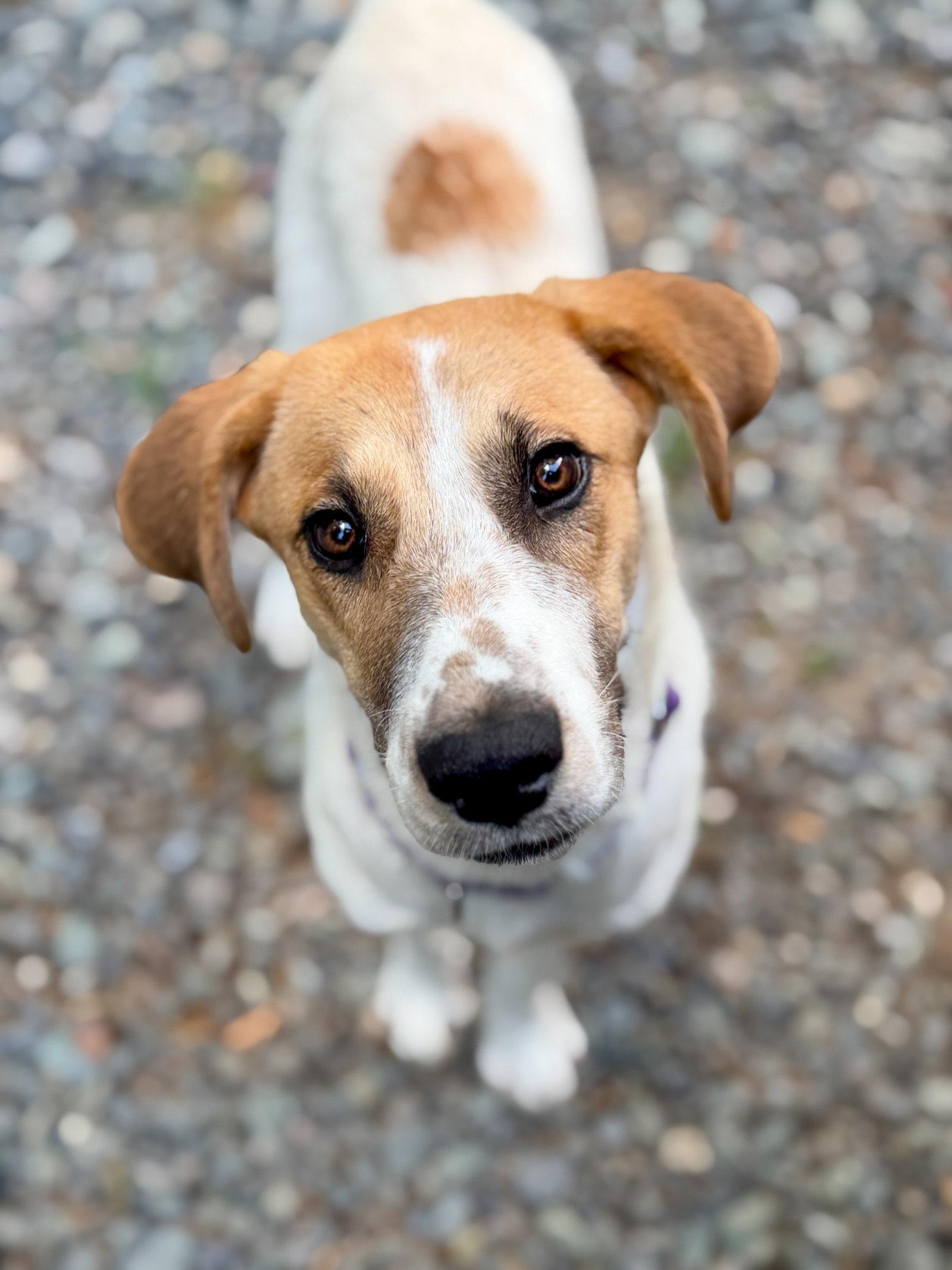 Enlarge Bodaway, a Adoptable Hound in Sanford, NC image 2/3