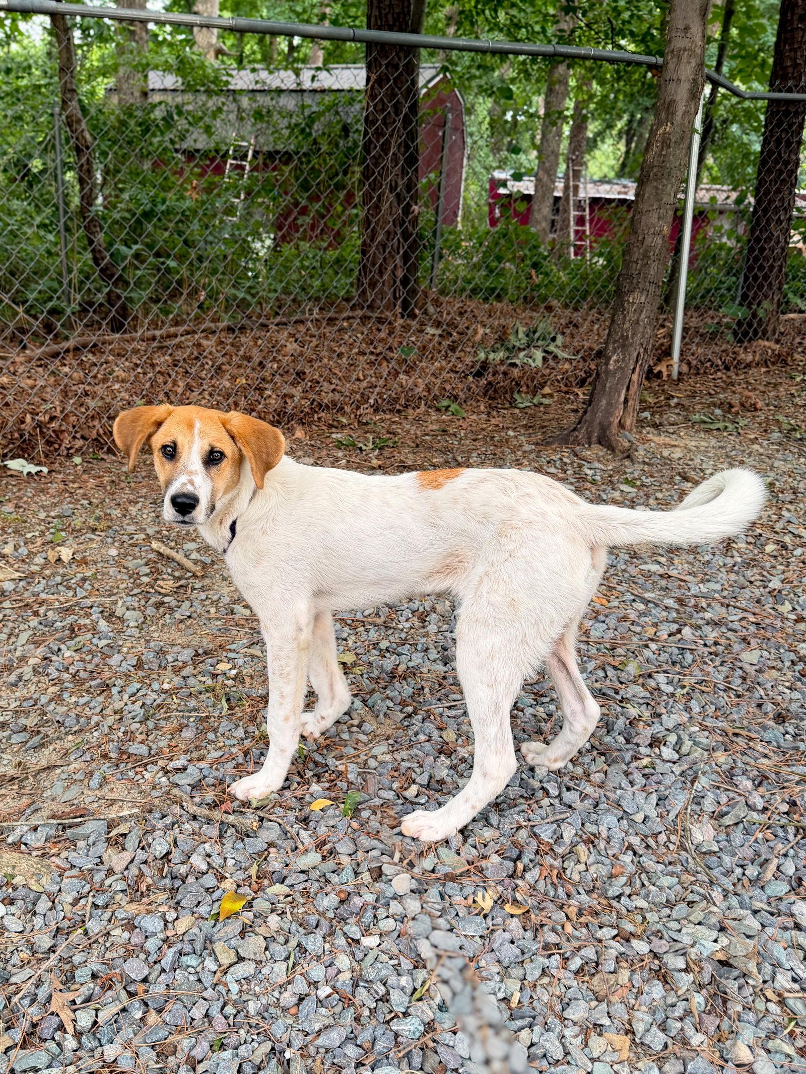 Enlarge Bodaway, a Adoptable Hound in Sanford, NC image 3/3