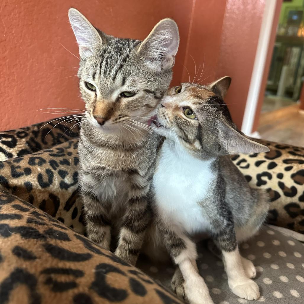 Enlarge Sebacai, a Adoptable Domestic Short Hair in Palmdale, CA image 1/6