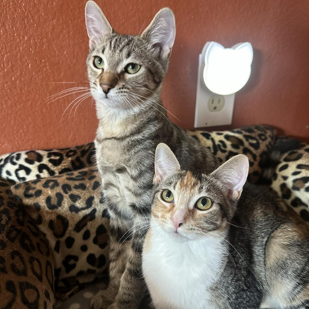 Enlarge Sebacai, a Adoptable Domestic Short Hair in Palmdale, CA image 2/6