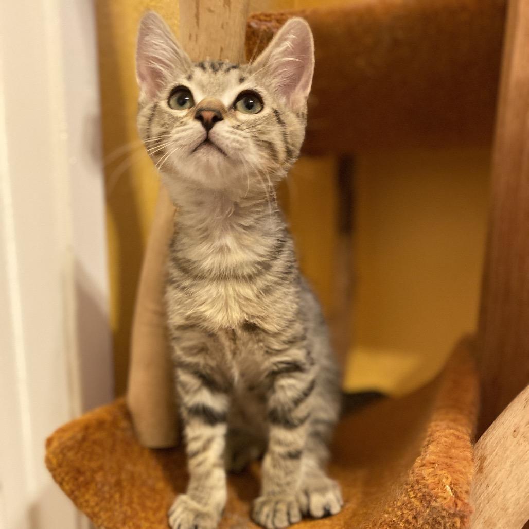 Sebacai, Adoptable, Kitten Male Domestic Short Hair.