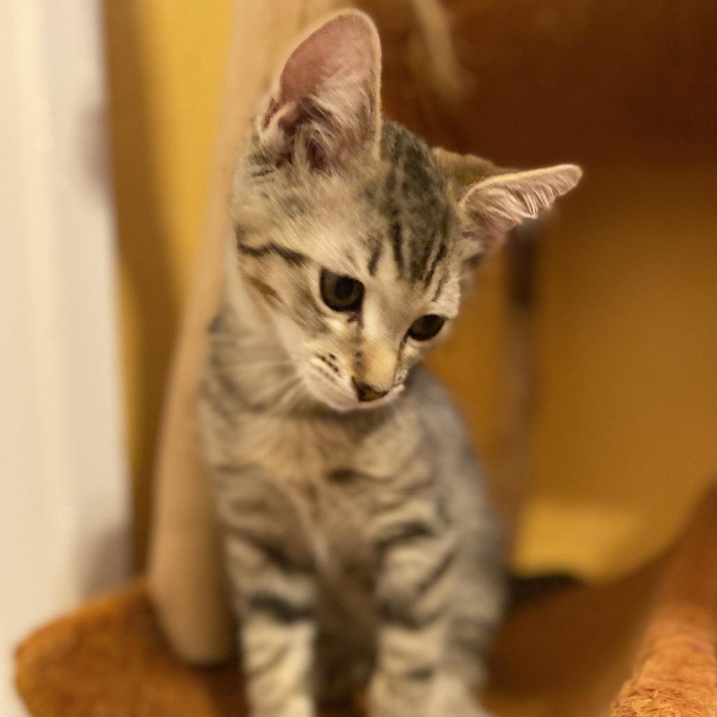 Enlarge Sebacai, a Adoptable Domestic Short Hair in Palmdale, CA image 2/3
