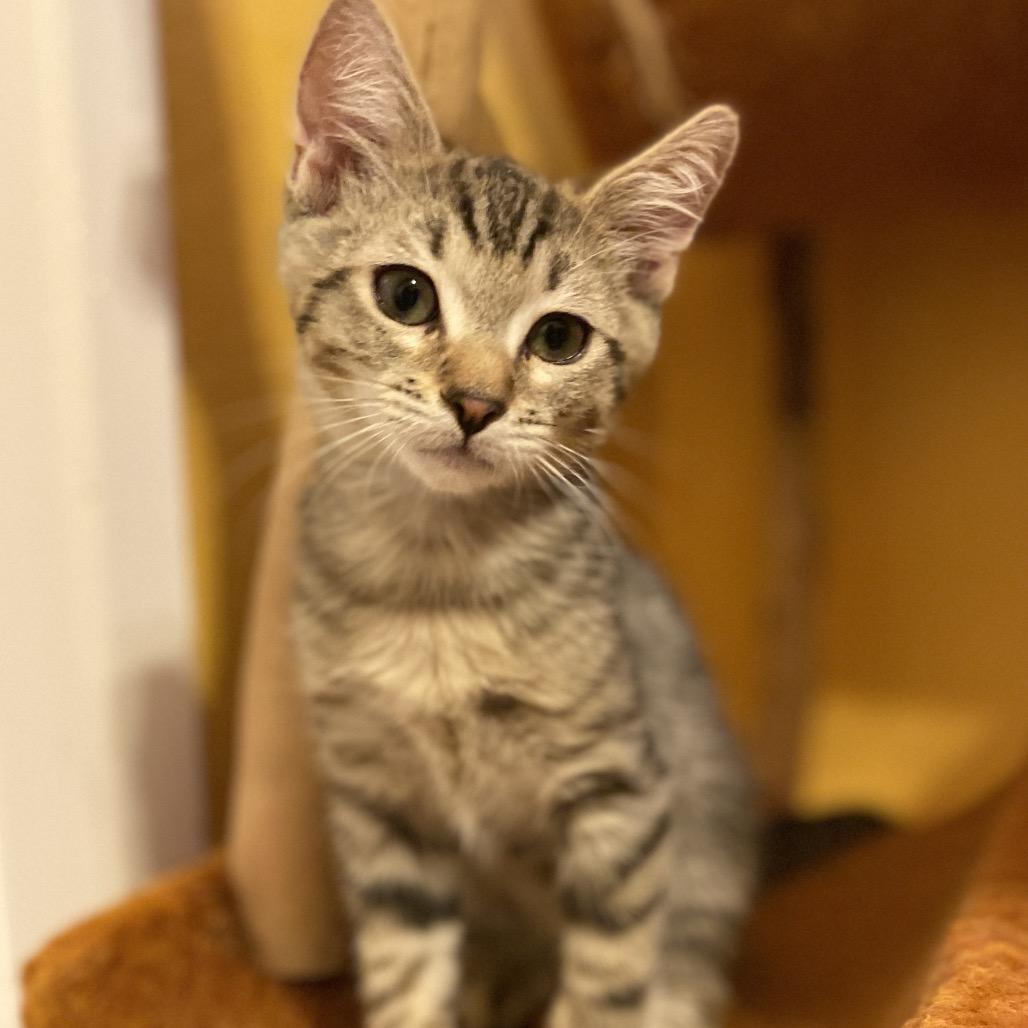 Enlarge Sebacai, a Adoptable Domestic Short Hair in Palmdale, CA image 3/3
