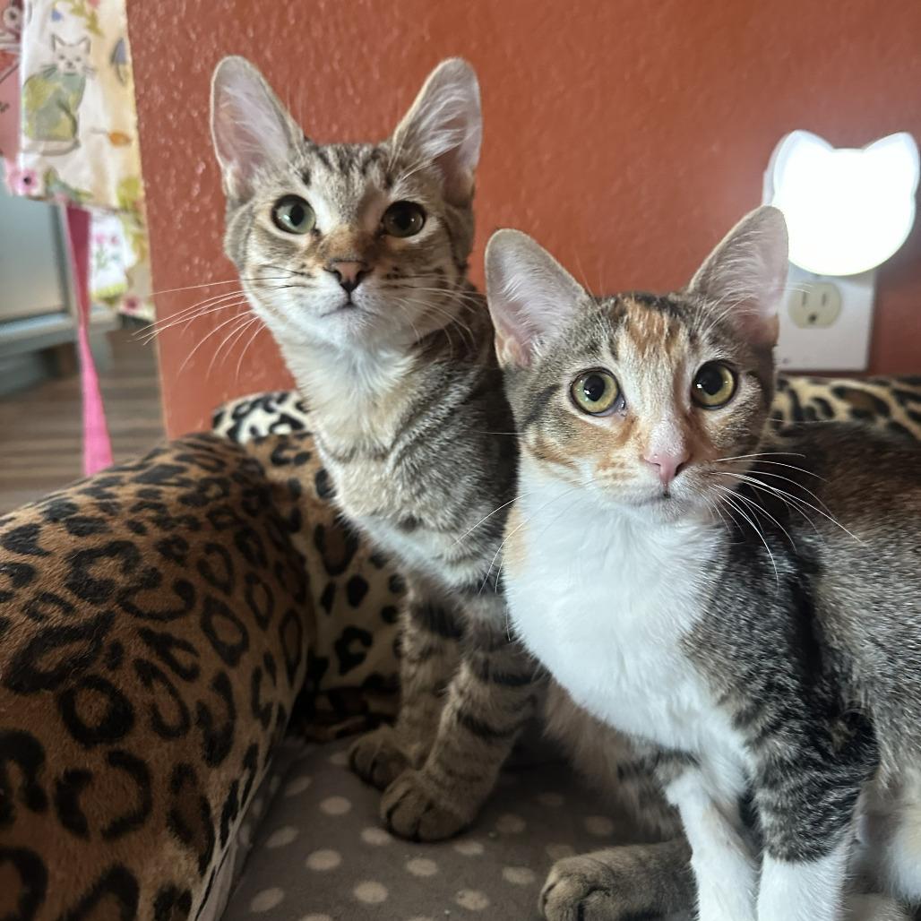 Enlarge Sebacai, a Adoptable Domestic Short Hair in Palmdale, CA image 6/6