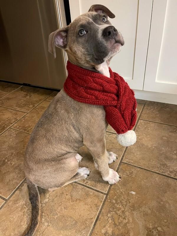 Enlarge Titus, a Adoptable Mixed Breed in Athens, ON image 1/6