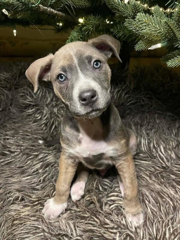 Enlarge Titus, a Adoptable Mixed Breed in Athens, ON image 2/6