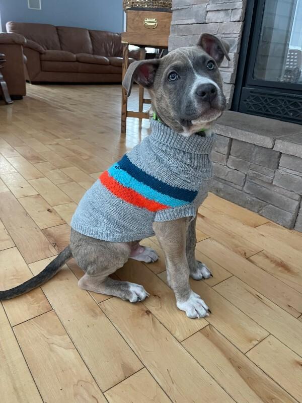 Enlarge Titus, a Adoptable Mixed Breed in Athens, ON image 3/6