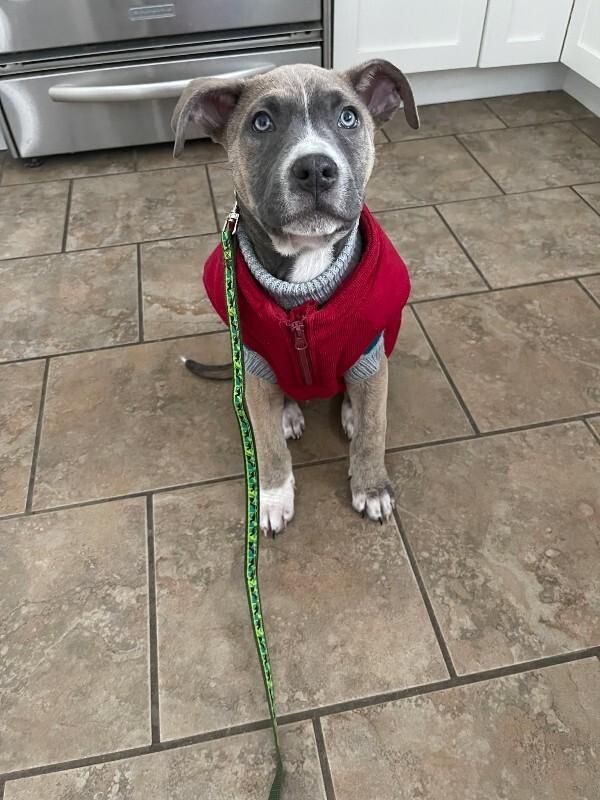 Enlarge Titus, a Adoptable Mixed Breed in Athens, ON image 4/6