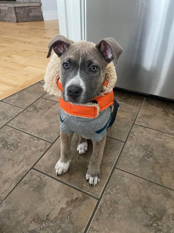 Enlarge Titus, a Adoptable Mixed Breed in Athens, ON image 5/6