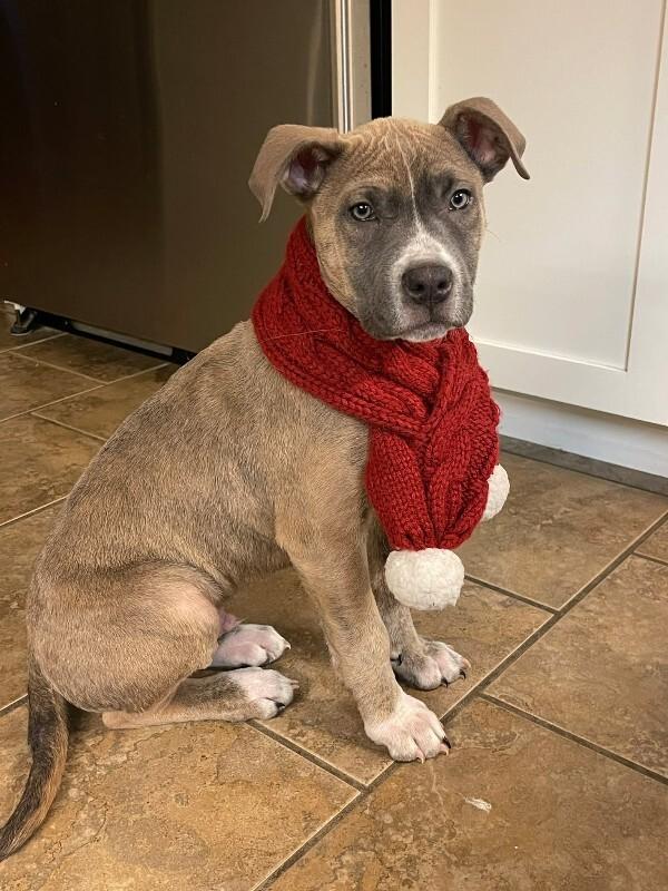 Enlarge Titus, a Adoptable Mixed Breed in Athens, ON image 6/6