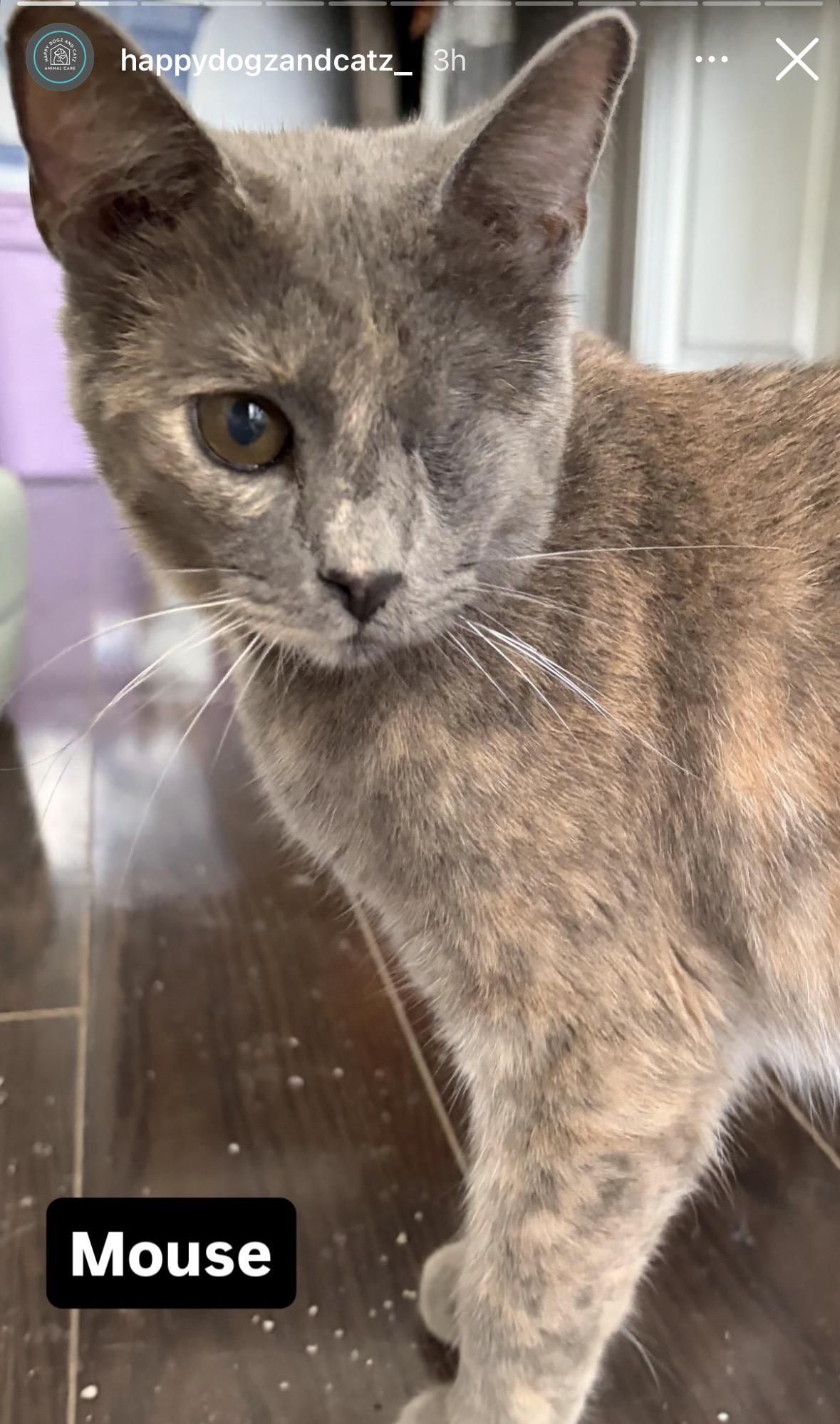 Enlarge Mouse, a ADOPTABLE mixed breed in Scarborough, ON image 2/4