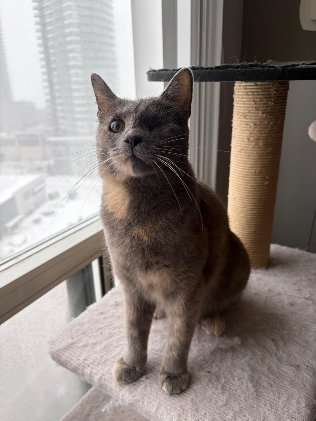 Enlarge Mouse, a ADOPTABLE mixed breed in Scarborough, ON image 4/4