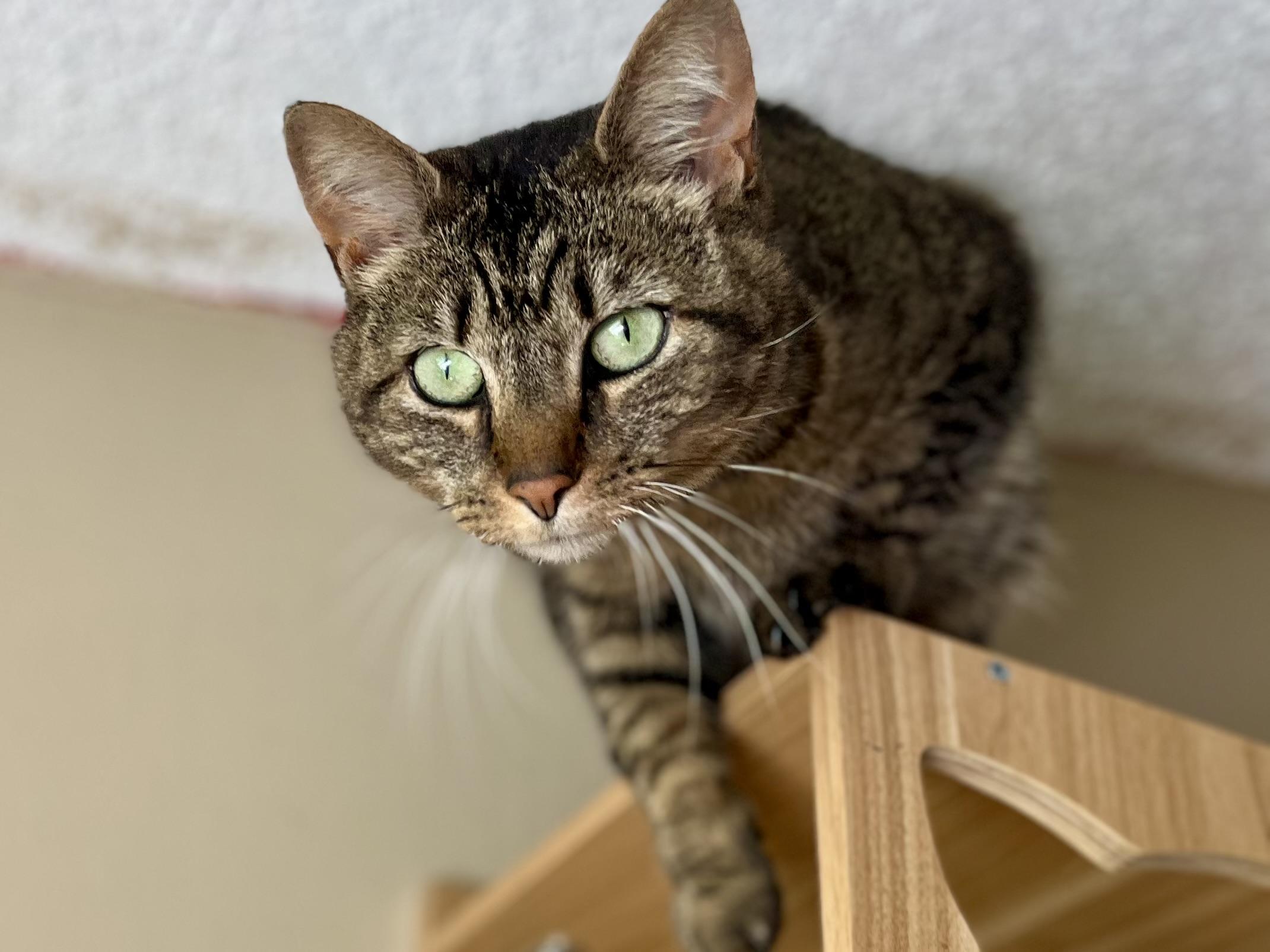 Frappe, a Adoptable American Shorthair in Elkland, PA image 1/4