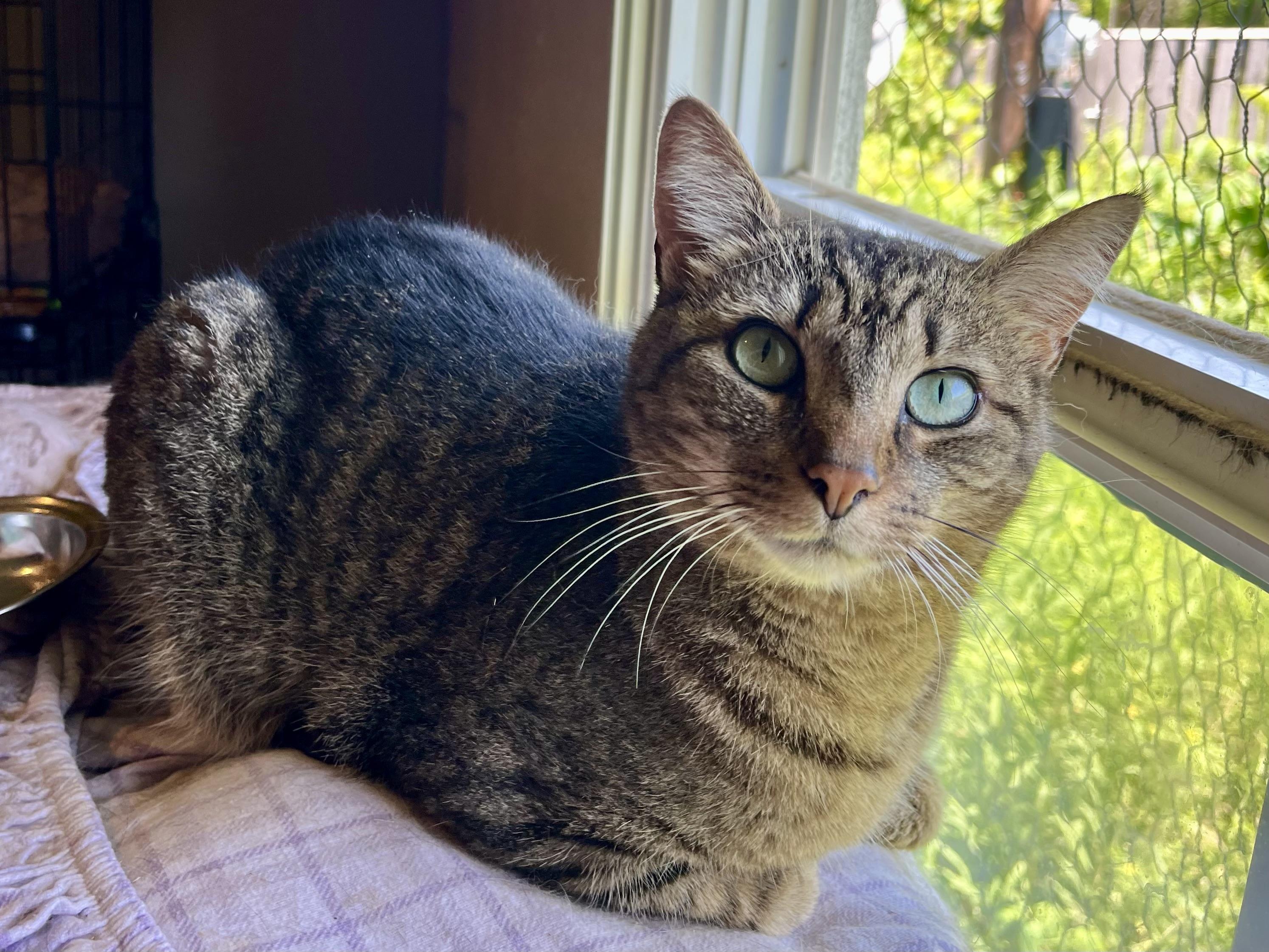 Frappe, a Adoptable American Shorthair in Elkland, PA image 2/4