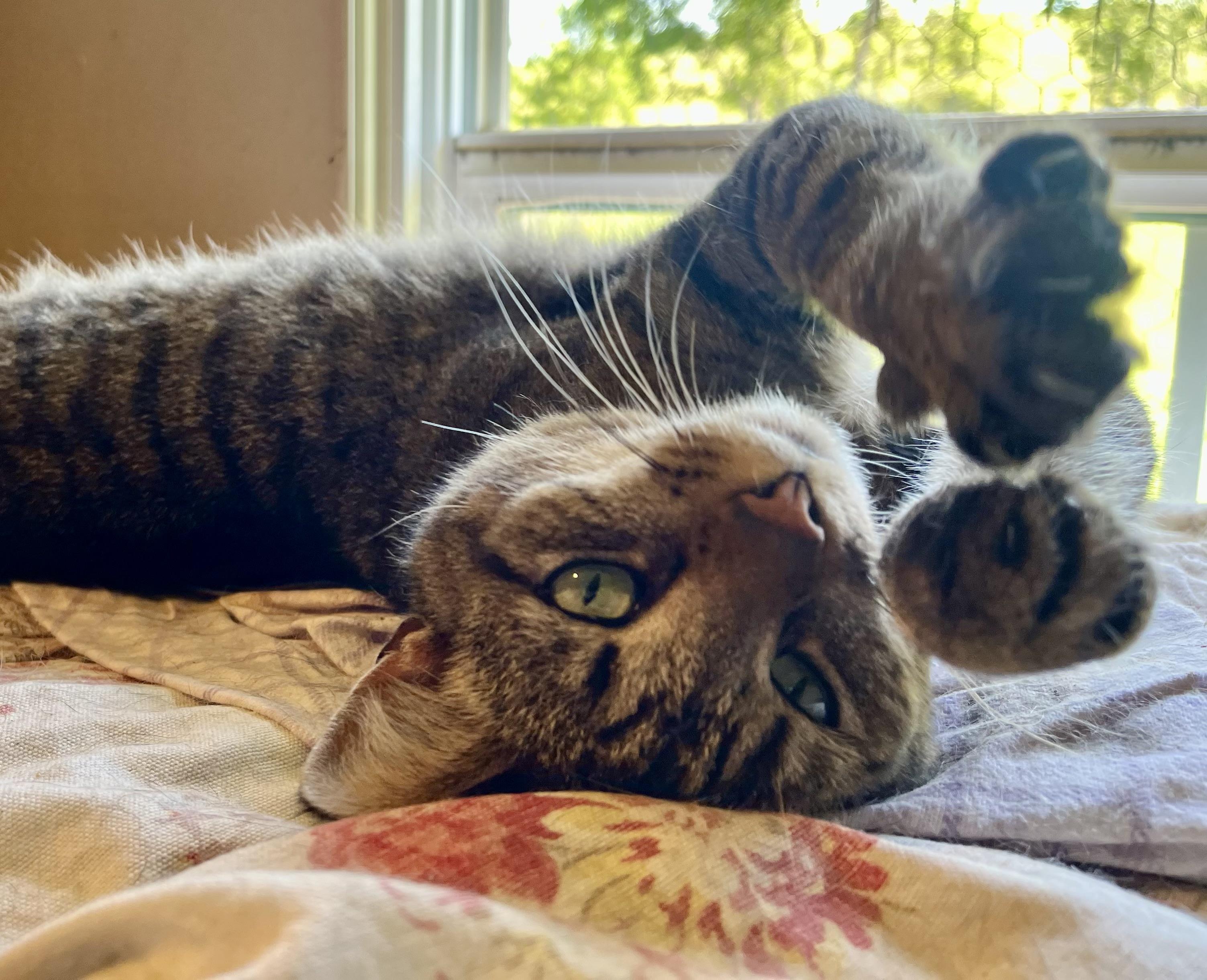 Frappe, a Adoptable American Shorthair in Elkland, PA image 3/4